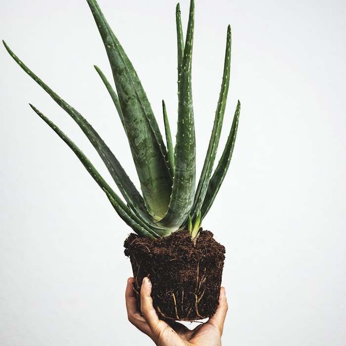 Fresh Aloe Vera
