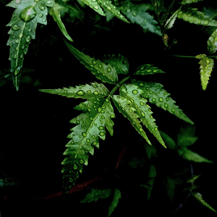 Neem & Tea Tree Leaves