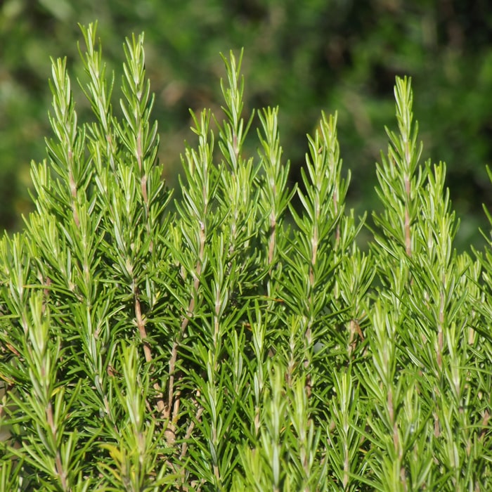 Rosemary Herb